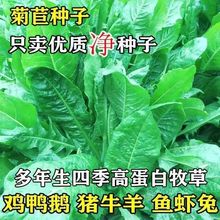将军菊苣种子大叶菊苣草种子多年生四季牧草猪牛羊鸡鸭鹅鱼草种籽