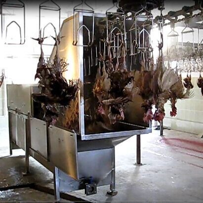 不锈钢自动家禽烫毛机 鸡鸭鹅浸烫池 大产量肉鸡屠宰设备