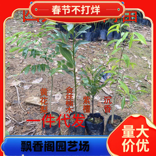 һlĴFľSzľ糣GֲС