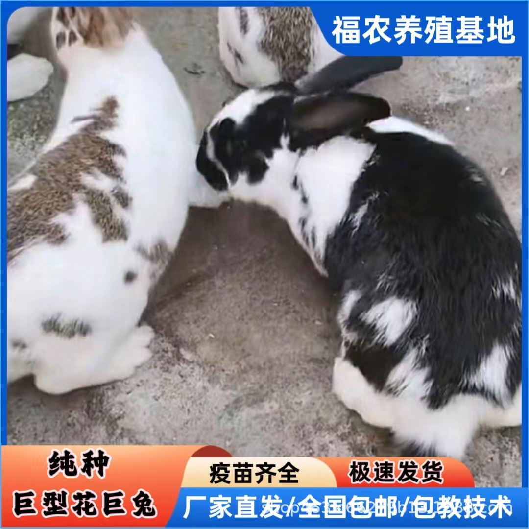 巨型花巨兔活体成年黑白花巨兔