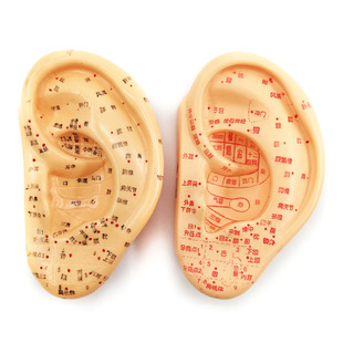 ����13CM����ᘾ�ģ�� 1��3 ��ģ�� ����ᘾ�Ѩλģ��