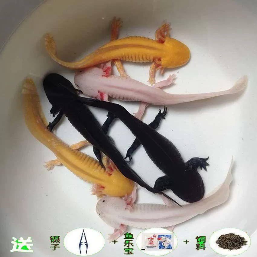 Hexagonal dragon crawling toy, multi‑color (yellow/white/black), sizes 7–14 cm, single or sets