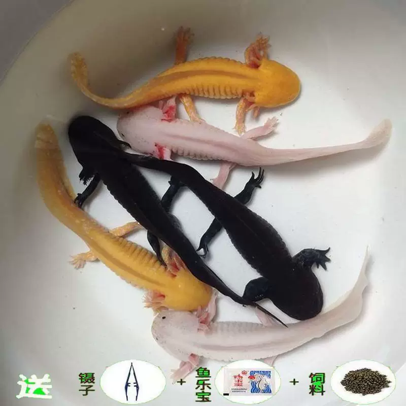 Hexagonal dragon crawling toy, multi‑color (yellow/white/black), sizes 7–14 cm, single or sets