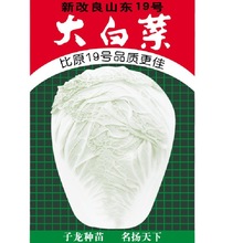 子龙种业蔬菜种子山东19号大白菜种子基地田园露地阳台盆栽庭院