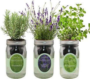 Fun DIY Hydroponic Plant Set Indoor Desktop Creative Small Potted Plants to Purify Fresh Air and Send to Friends and Family