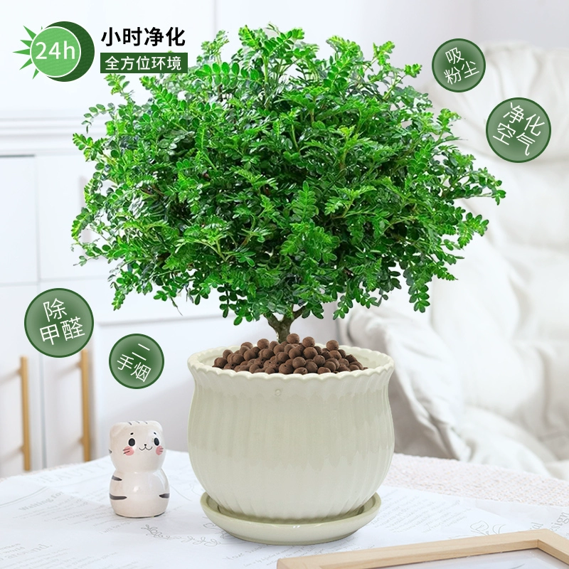 Аутентичное ароматное растение-отпугиватель комаров в горшке из перцевого дерева, комнатное и уличное цветочное бонсай, легко выращиваемое Jiumu Xiang Shenlu.