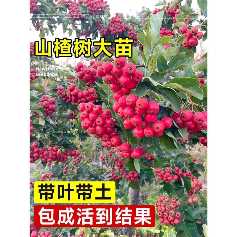 山楂树活苗盆栽野山里红树苗大苗水果树果苗南北方种植耐寒红果树