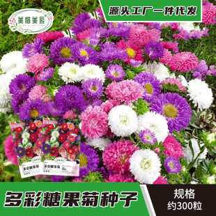 Mixed Color Rainbow Candy Chrysanthemum Seeds, Daisy Cornflower Seeds, Sowing Seeds in All Seasons, Cold-Resistant Aster Flower Seeds