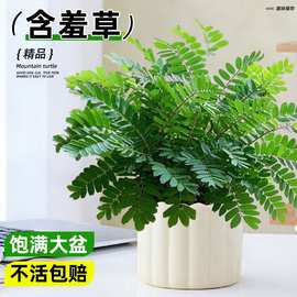 含羞草盆栽室内客厅可爱小绿植害羞草四季好养花卉办公桌面上趣味