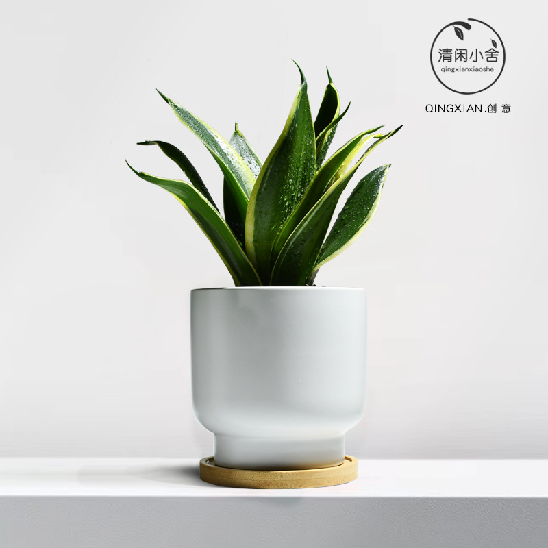 planta verde de orquídea de tigre, planta de aire purificado interior, orquídea de tigre, resistencia a la sombra, buena conservación de orquídea holandesa, planta de mesa en maceta