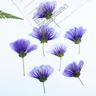 Kwai Hollyhock Side-Pressed Dried Flower Embossed Wholesale Plant Specimen Dried Flower DIY Material Real Flower Embossed Photo Frame Bookmark