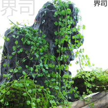 ��ɽ������ɭ�ָ��ړ����ٗlС�~�p�@�b���ɽ�f��ϵ�ڒ�ֲ����