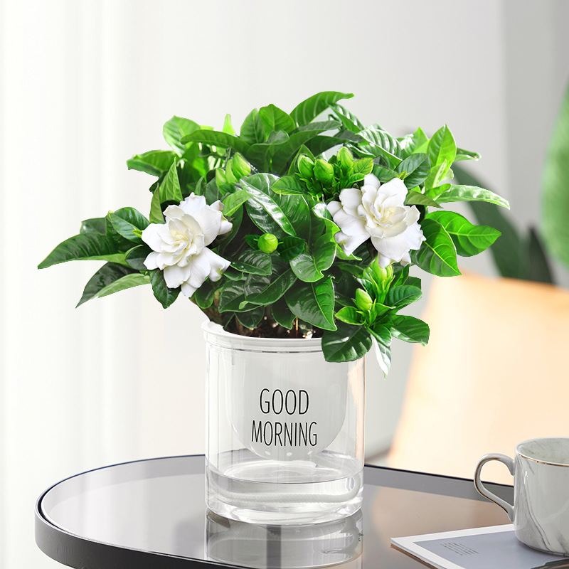 치자나무 + 굿모닝 냄비 + 영양액 2개 ✦