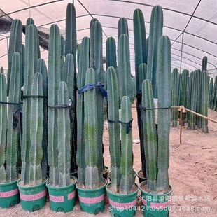 �����������������ֲ�� �{�������� ���P�����������v