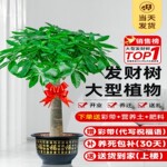 发财树盆栽室内大棵好养步步高招财绿植办公室内乔迁开业盆景花卉
