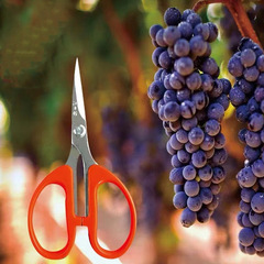 Wangwu Stainless Steel Pointed Grape-Specific Pruning and Harvesting Thinning Garden Art Pot Plant Trimming Multi-Function Scissors 125