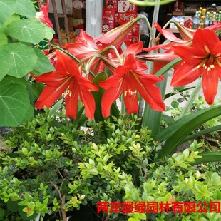 ��피t�tɫ���o ����ɏ �Ͼ����m �҃����� �辰����N�ӷN�����