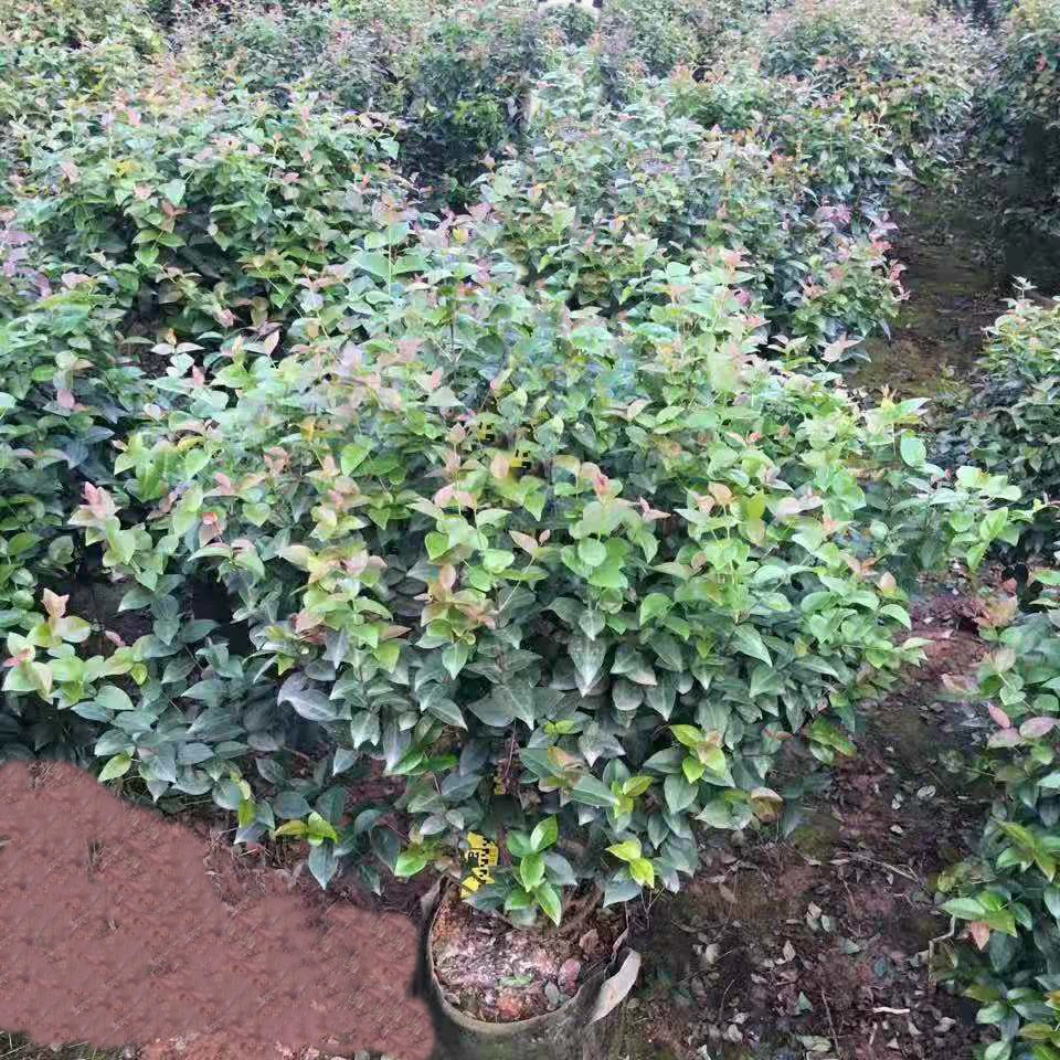 Красные фруктовые листья и фруктовые растения ландшафтный сад двор озеленение растений