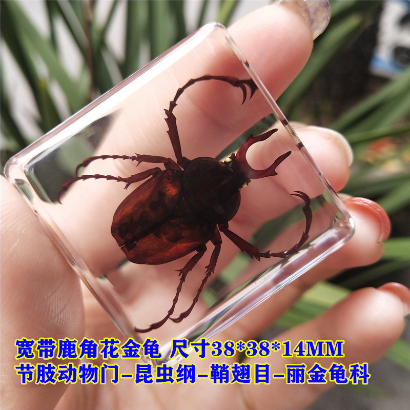 회색 광대역 뿔 거북이 65%