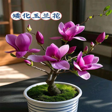 �������m�����玧���������m�����ϱ����NֲͥԺ�ļ������ͺ�ֲ��