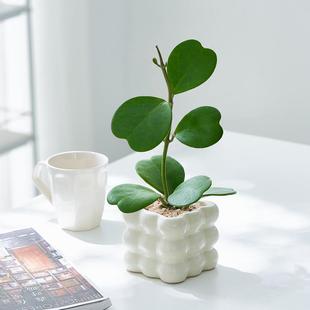 Heart-Shaped Orchid Potted Valentine's Day Gift Confession Plant Holiday Gift Indoor Living Room Desktop Green Plant