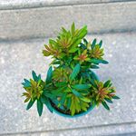 高档造型罗汉松室内客厅老桩庭院盆景室外阳台盆栽四季常绿绿植