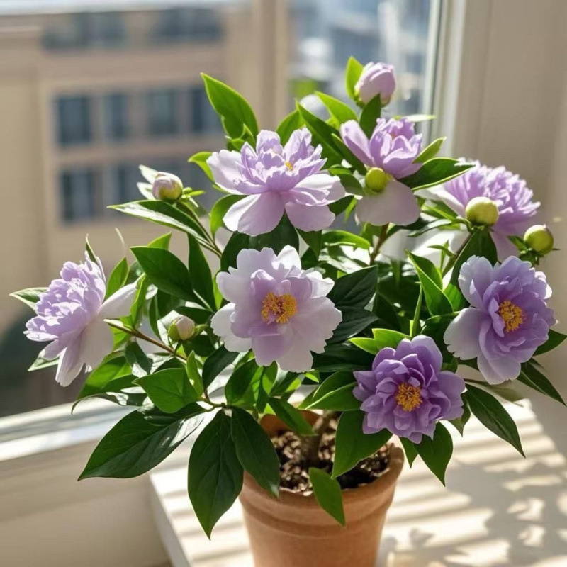 신제품 추천 : 향이 강한 보라색, 개화 기간 280일 + 내한성