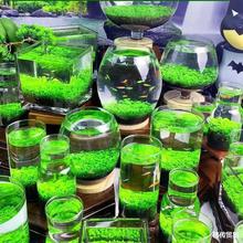 鱼缸水草种子生态玻璃瓶造景套餐绿植物种籽孑水培真草盆栽缸