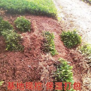 Gardenia Saplings, Large-Leaf Gardenia Saplings, Strong-Flavored Gardenia Saplings, Small-Leaf Gardenia Saplings, Gardenia Saplings, Ball Seedlings, Clouds