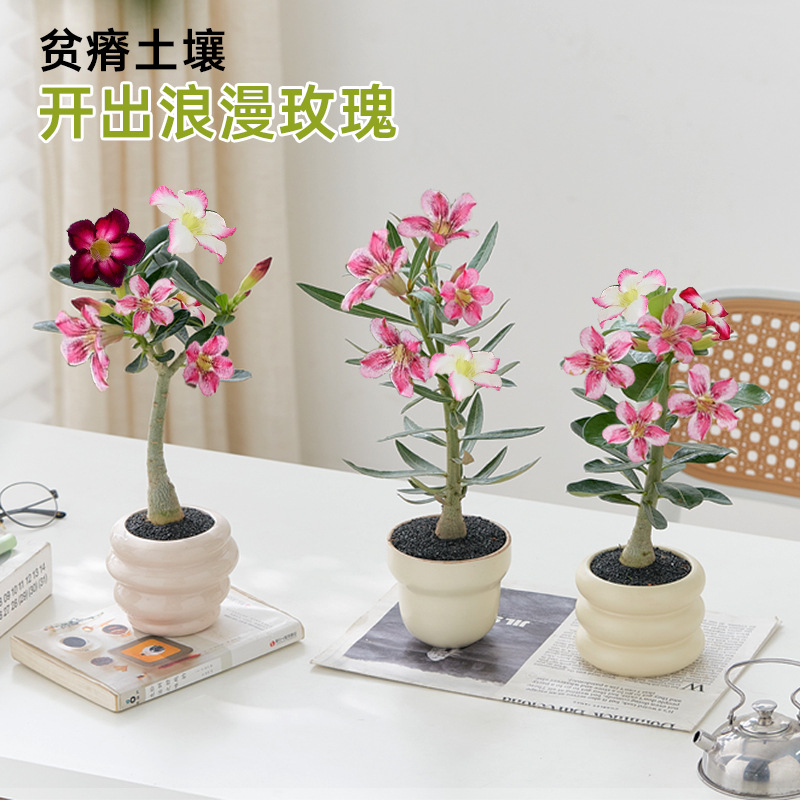 沙漠玫瑰盆栽老桩精品重瓣带花苞小苗多肉办公室绿植室内桌面植物