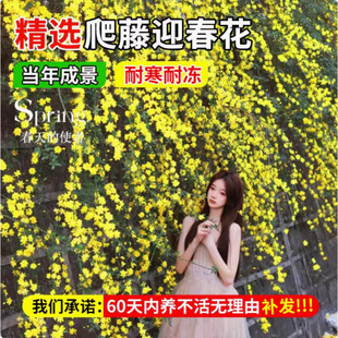 ӭ紹BNͥԺ̨GԵͺֲ