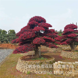 Wholesale Red Camellia Stump Landscaping, Red Camellia Shaped Seedlings, Ancient Stumps with Beautiful Shapes and Complete Specifications