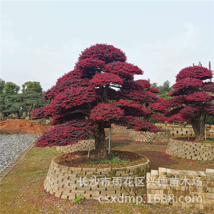 Оптовая продажа ландшафтных элементов из корней красной камелии, саженцев красной камелии в форме корней, древних корней с красивой формой и полной спецификацией