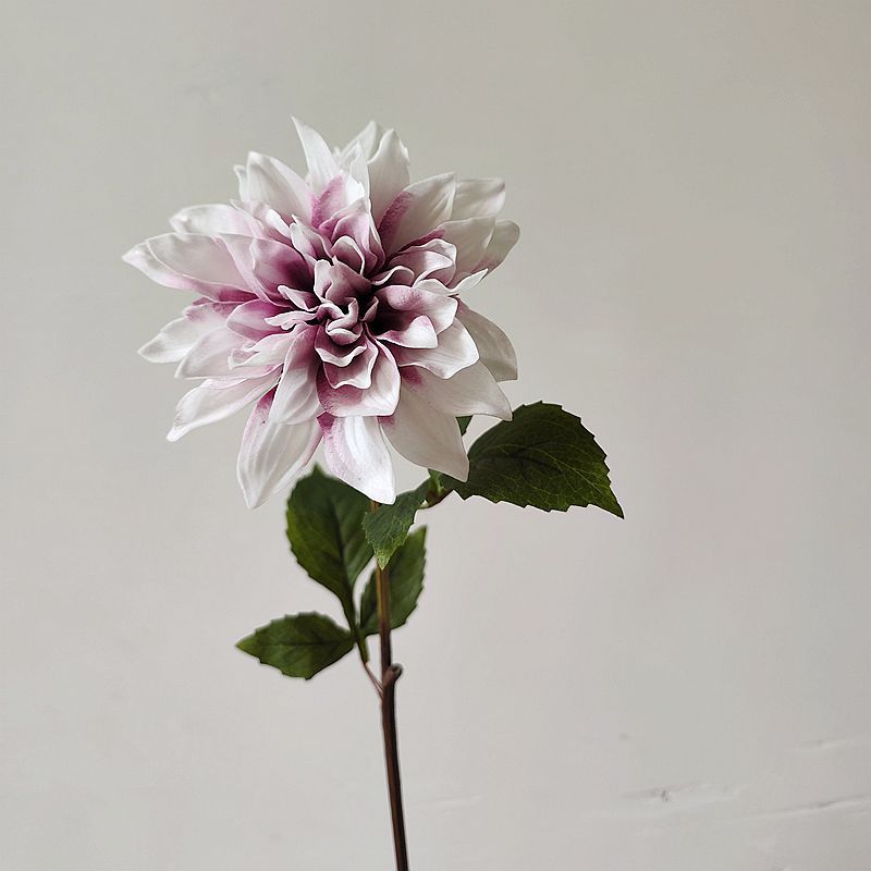흰색 보라색