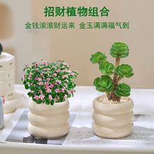 ���в�ֲ���Ǯľ��׮����ֲ���������칫����������ֲ��������