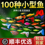 小型热带灯科鱼斑马鱼大号观赏鱼淡水好养耐活孔雀鱼苗活体清道夫
