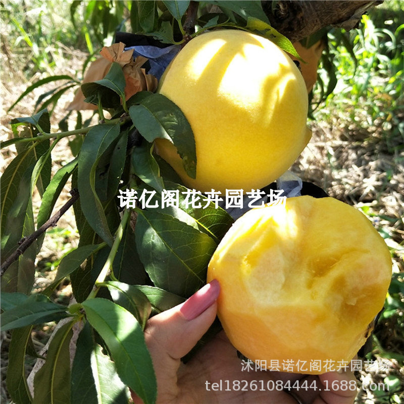 新品种晚熟黄桃树果苗嫁接新品种桃树苗特大脆甜冬桃苗南北方种植