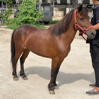 宠物矮马 哪有旅游用马 婚庆用马 骑乘马 生态园矮马 乘骑马价格