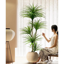 ��Ѫ�����Gֲ��횘����F��͏d�b��҃ȴ��ͼ�ֲ��������ؔ[��