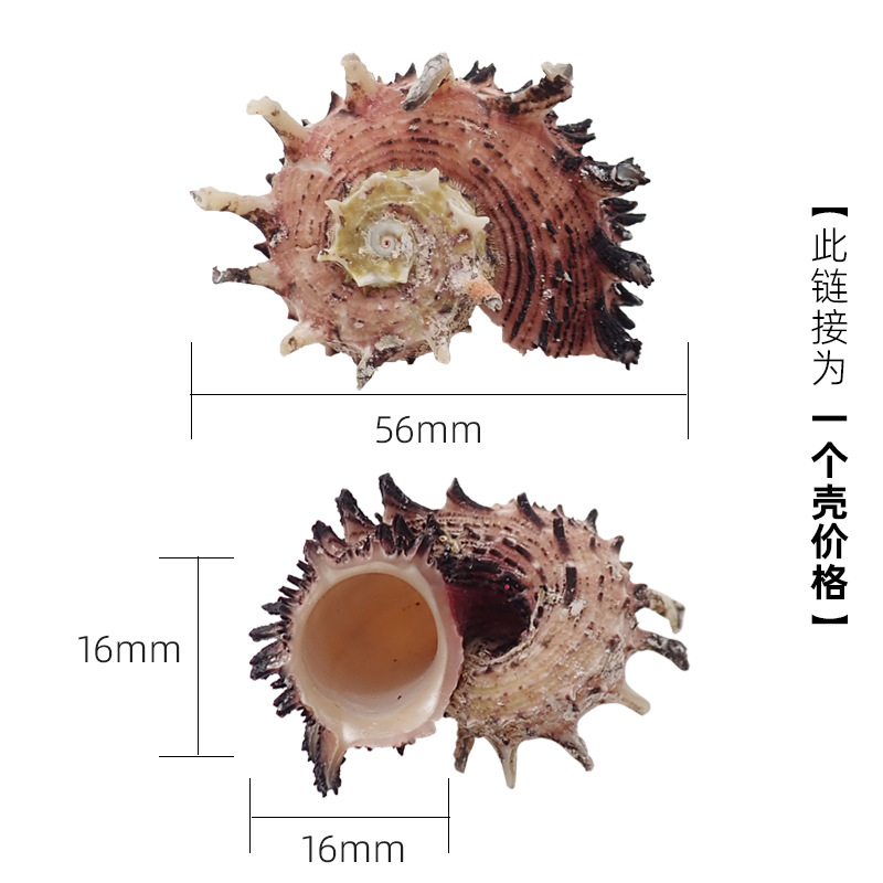 4-5cm 크랩에 적합한 진한 파란색 x54 가시 크라운 달팽이