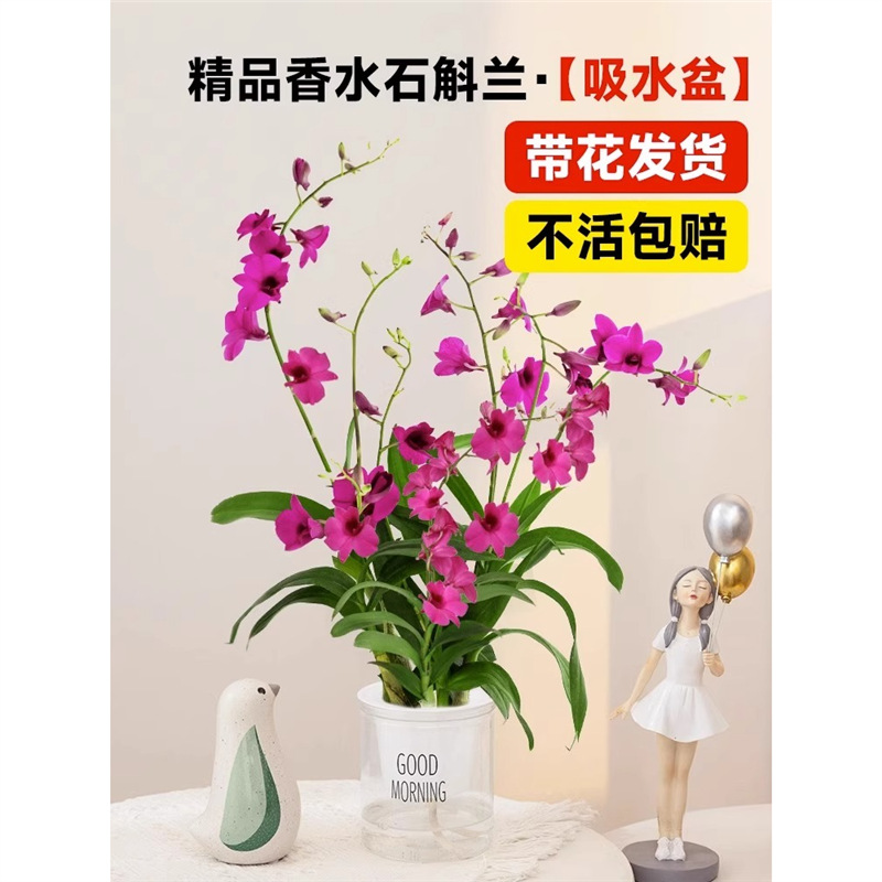 orquídea mariposa con brotes de flores planta en maceta sala de estar orquídea planta de interior flores en todas las estaciones buena para alimentar dendrobium orquídea planta verde image 42