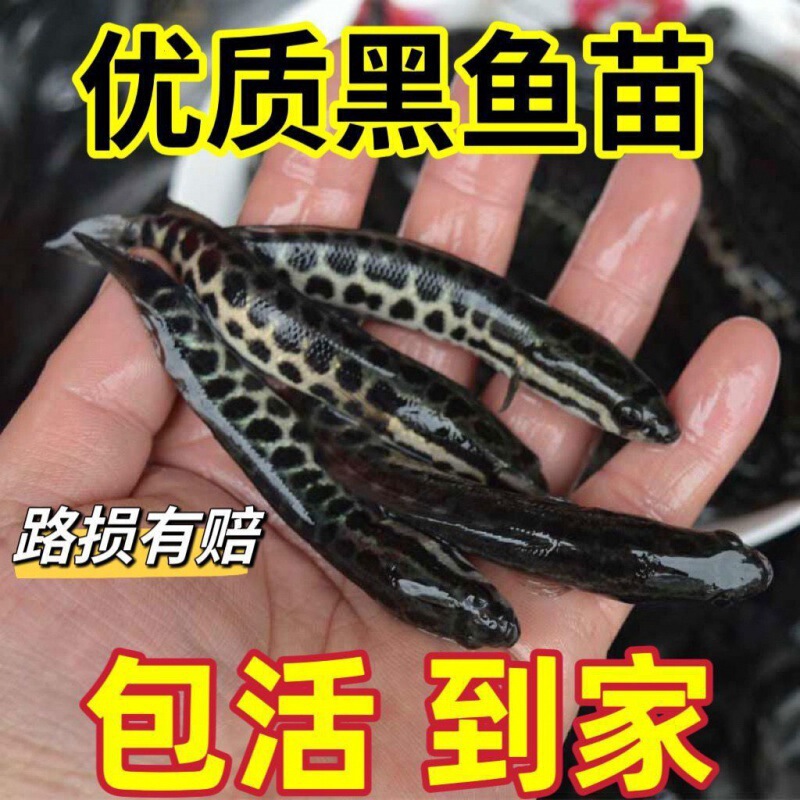 Blackfish Fry for Freshwater Farming, Edible Live Fish Fry, Easy to Raise, Aggressive Cold-Water Ornamental Fish, Small Moneyfish Fry, Blackfish Fry