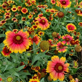 盆栽;一二年生花卉;灌木