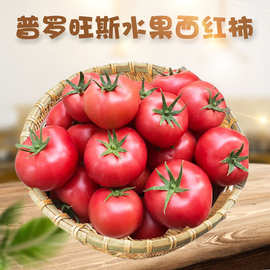 山东普罗旺斯水果西红柿 代发4.5斤当季新鲜蔬菜酸甜沙瓤洋柿子