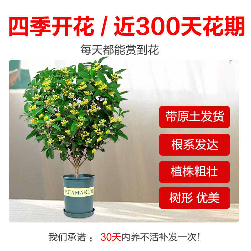 四季桂花室内外盆栽 树苗浓香型四季桂花树阳台花卉阳台美化
