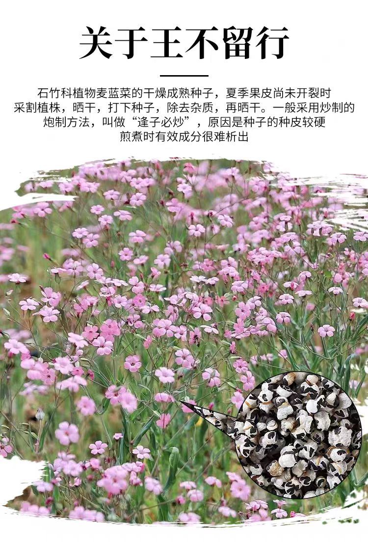 Wang Bu Liu Xing Zi (Vaccaria segetalis) — Dried Seed for Lactation Tea & TCM Use, 500g overview