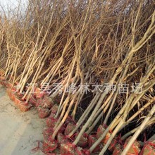 ľGNޱ15ޱt~ޱС~ޱ25ֆľ