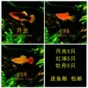Moonlight 5+Red Ball 5+Peony 5 free fish food