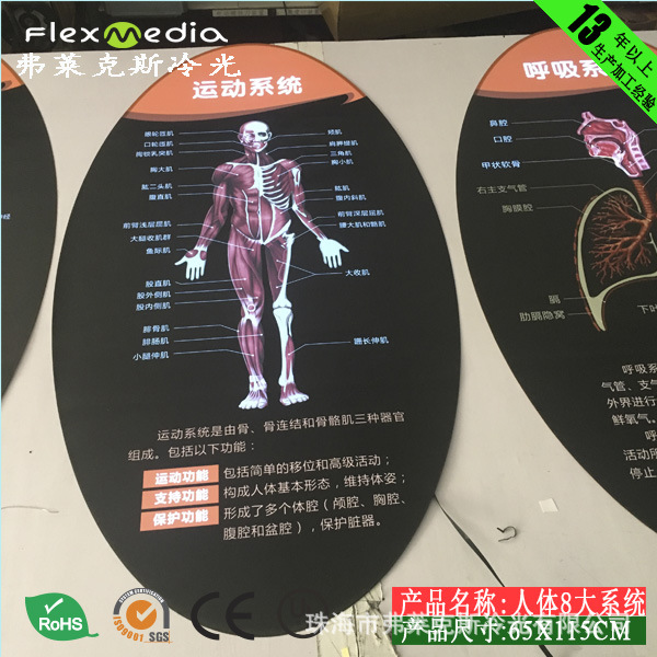 科技馆展馆新方案,人体八大系统动画图,EL冷光灯,超薄灯箱