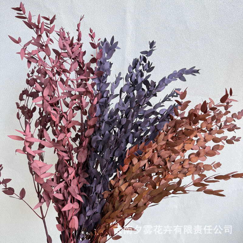 Fine-Leaf Eucalyptus Leaves, Eternal Flowers, DIY Floral Materials, Home Decoration, Ins-Style Photography Props, Cross-Border Wholesale Fine-Leaf Eucalyptus Leaves, Eternal Flowers, DIY Floral Materials, Home Decoration, Ins-Style Photography Props, Cross-Border Wholesale